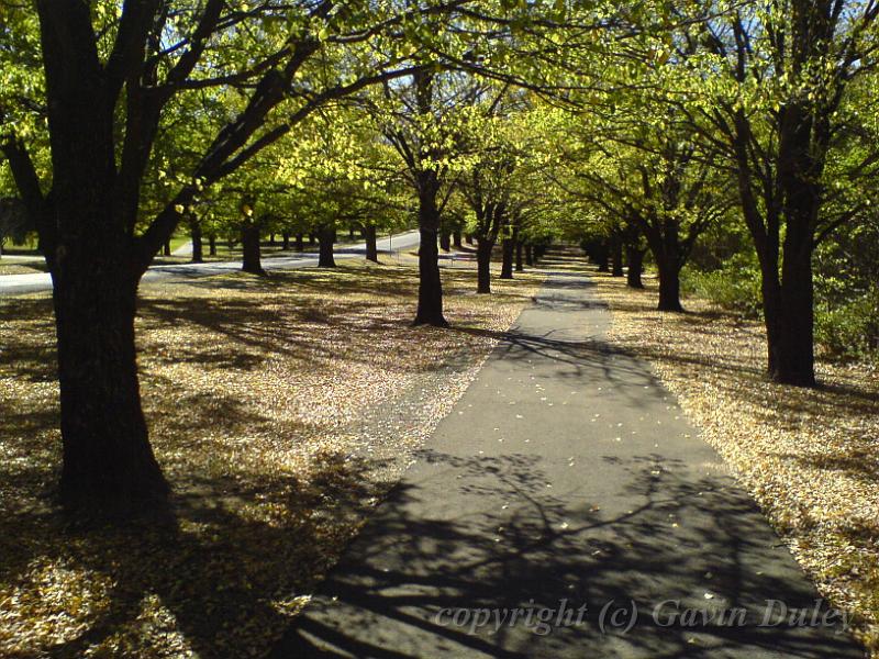 Autumn, Elm Avenue, Univesity of New England DSC00531.JPG